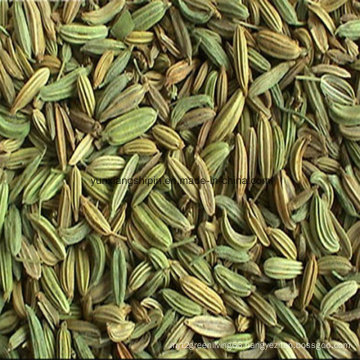 Fennel Seeds Best Price